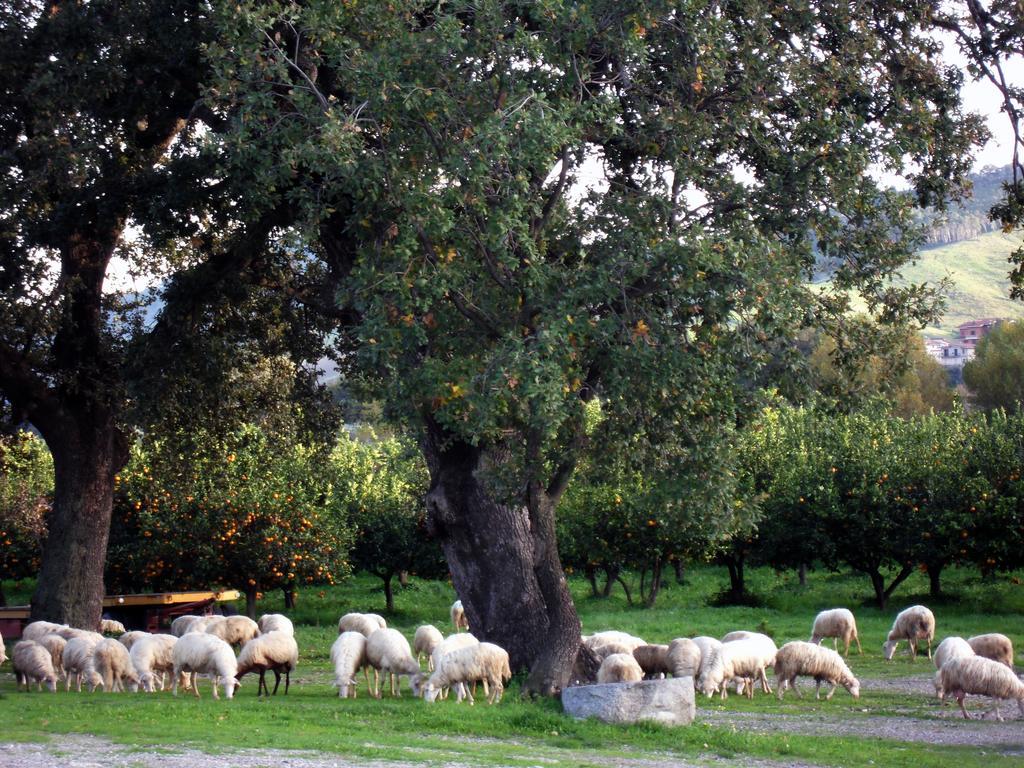 Barone Gr Macri Agriturismo Modi 게라스 외부 사진